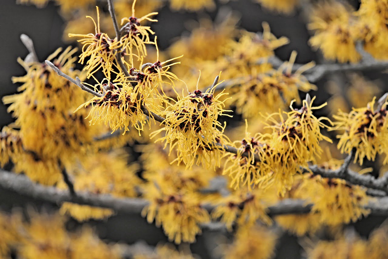 witch hazel