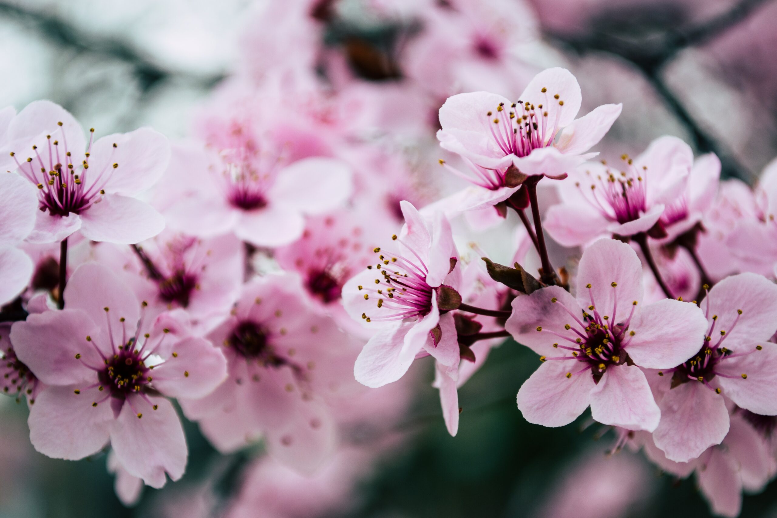 manfaat bunga sakura untuk wajah (2)