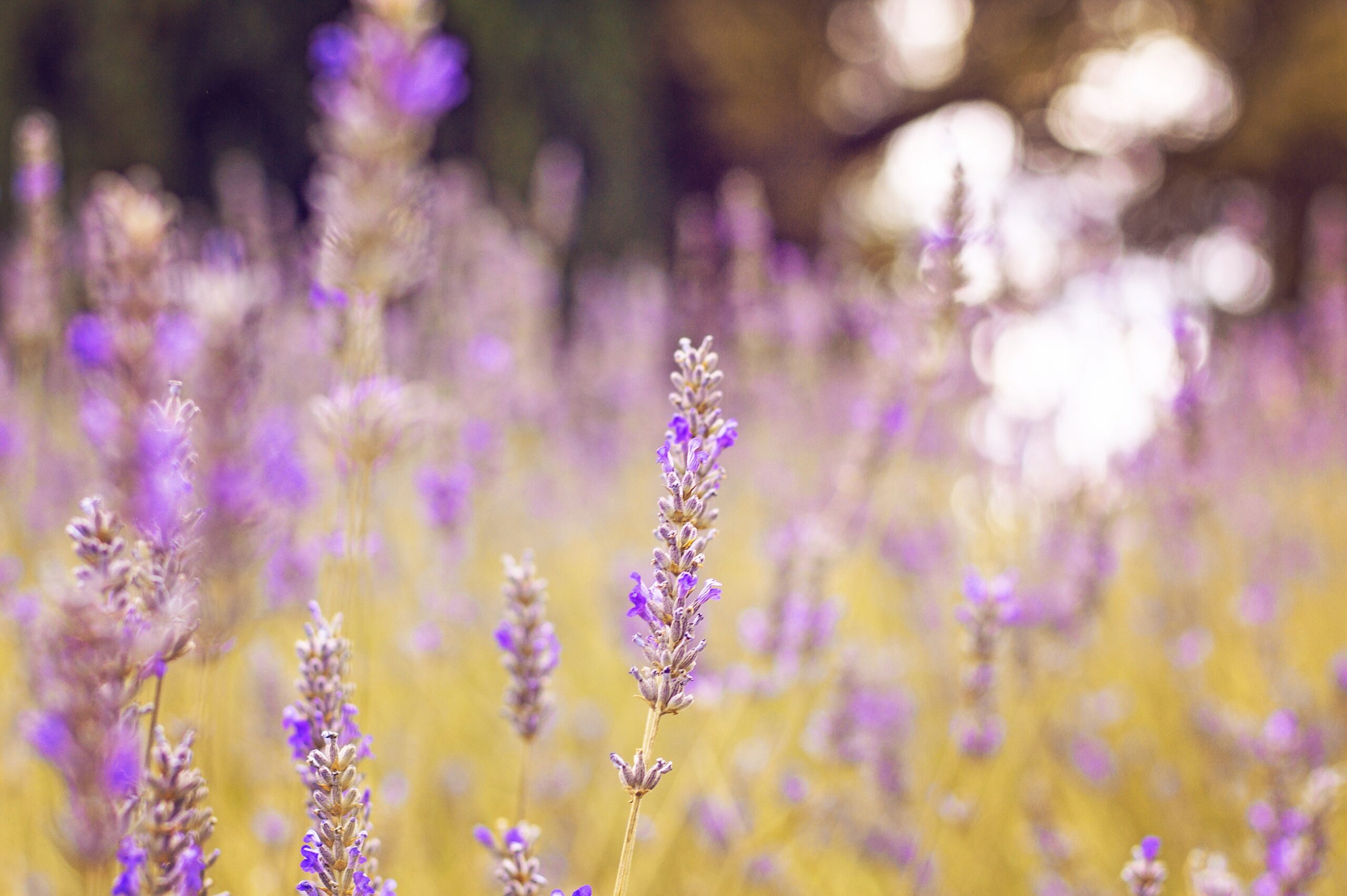 khasiat minyak lavender untuk kecantikan (1)