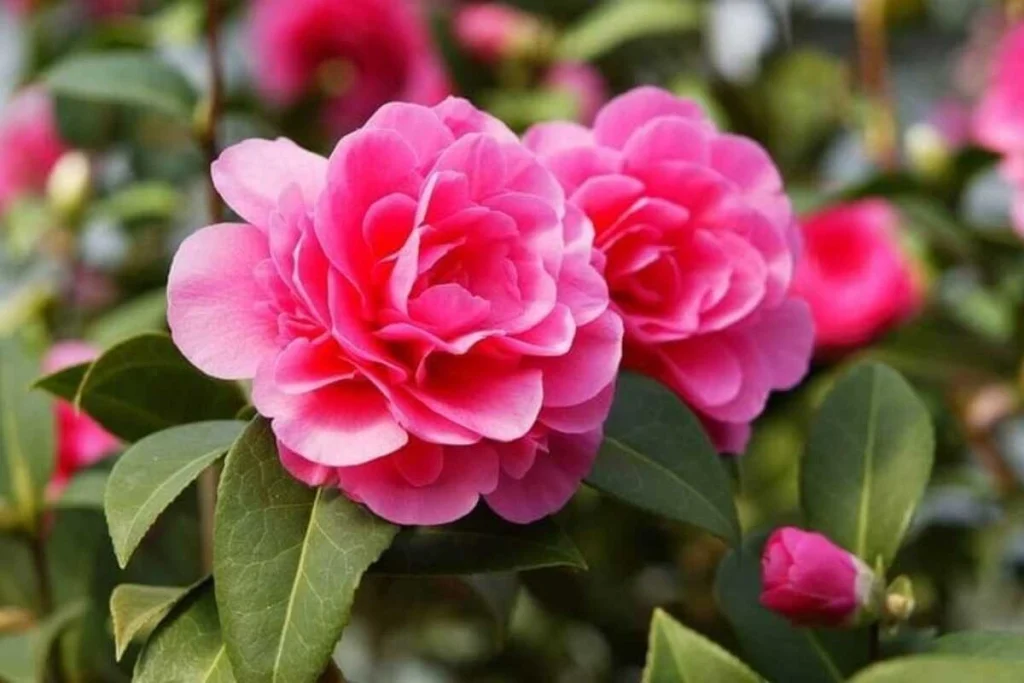 manfaat bunga camelia