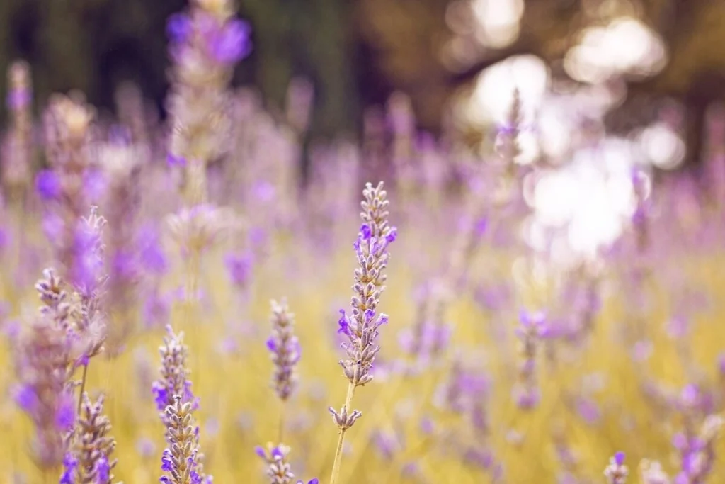 manfaat bunga lavender
