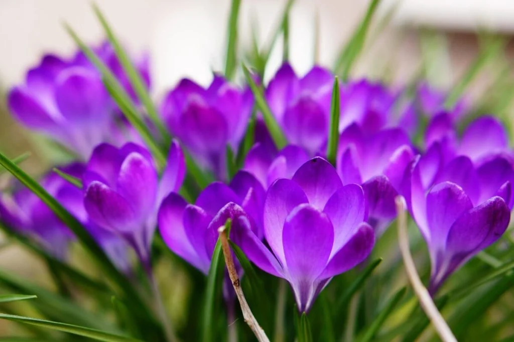 manfaat bunga saffron