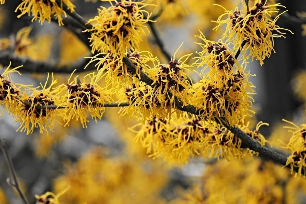 manfaat bunga witch hazel