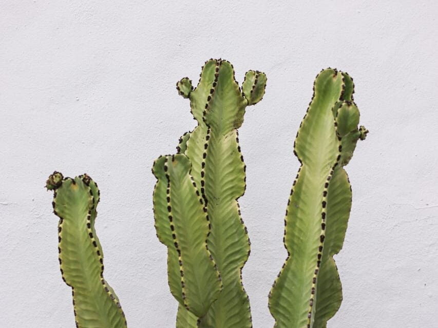 manfaat cactus fruit untuk wajah (1)
