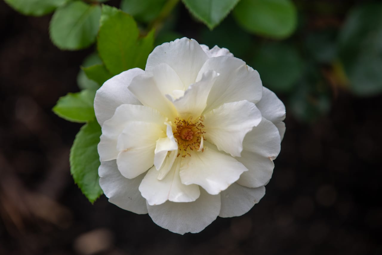 manfaat bunga edelweiss untuk kecantikan (2)