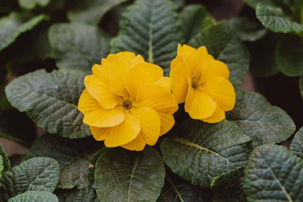 manfaat evening primrose oil untuk kecantikan (3)