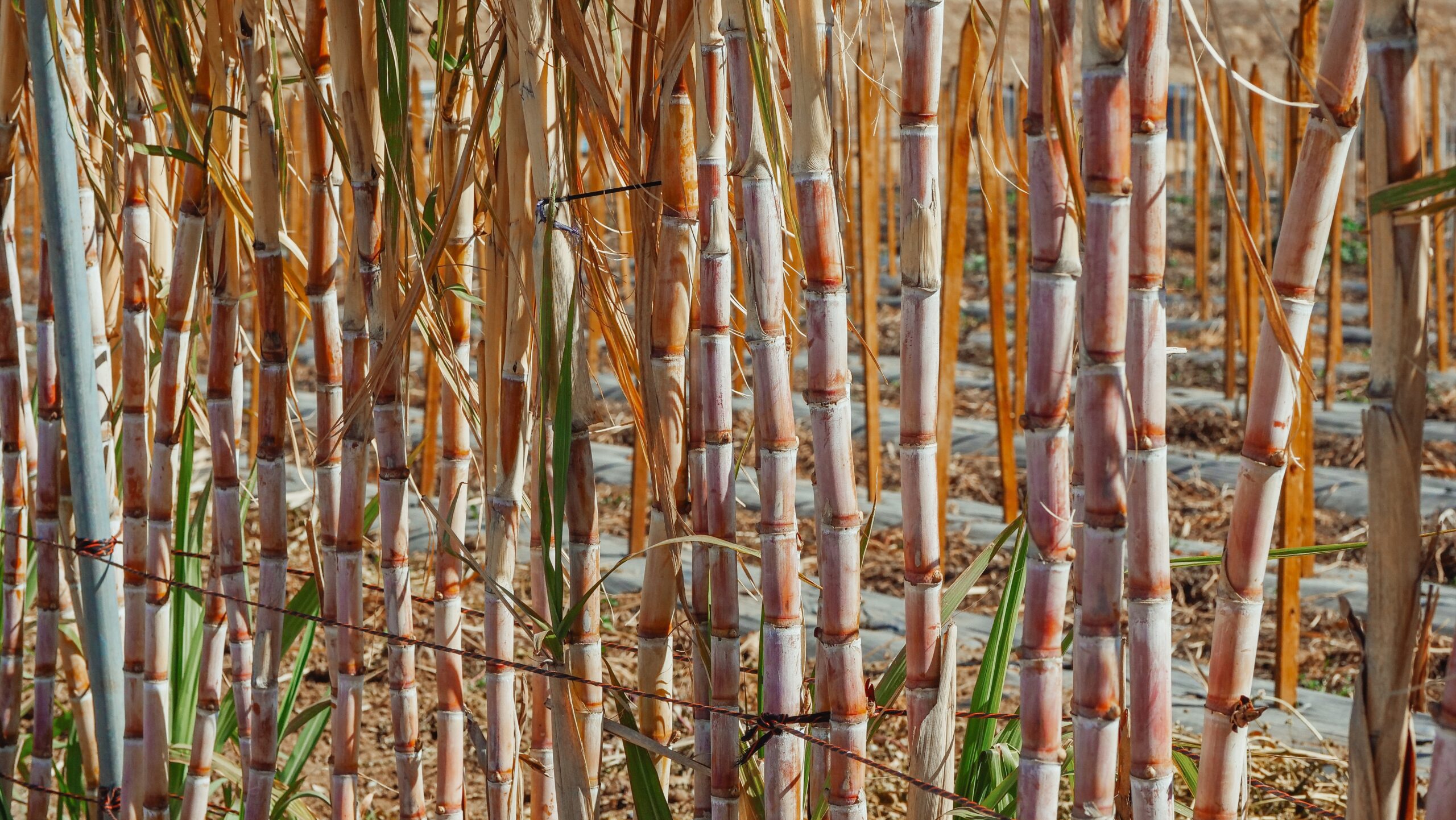manfaat sugar cane untuk kecantika
