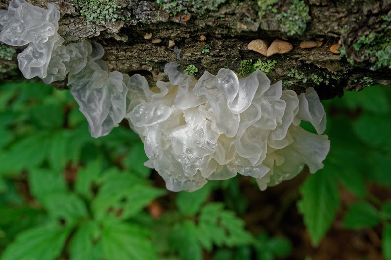 penggunaan dan manfaat snow mushroom untuk kulit