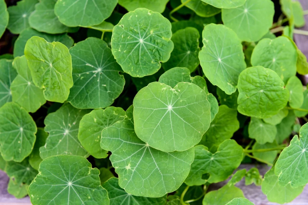 manfaat centella asiatica dalam skincare 1