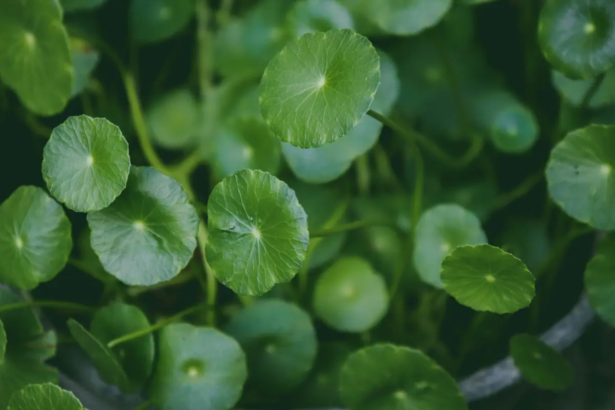 apakah centella asiatica boleh digabung dengan ceramide