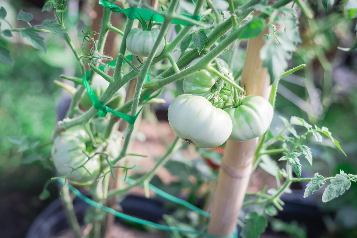 manfaat white tomato