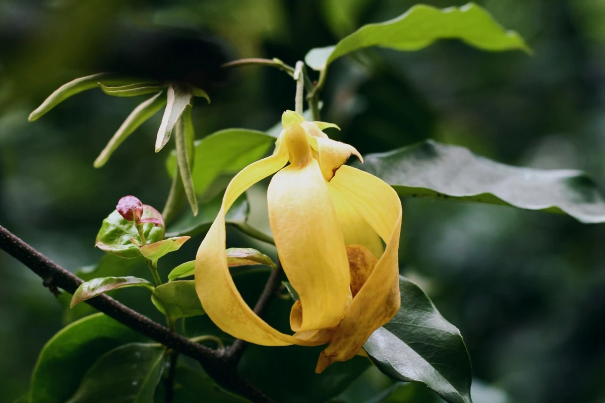aroma ylang ylang seperti apa
