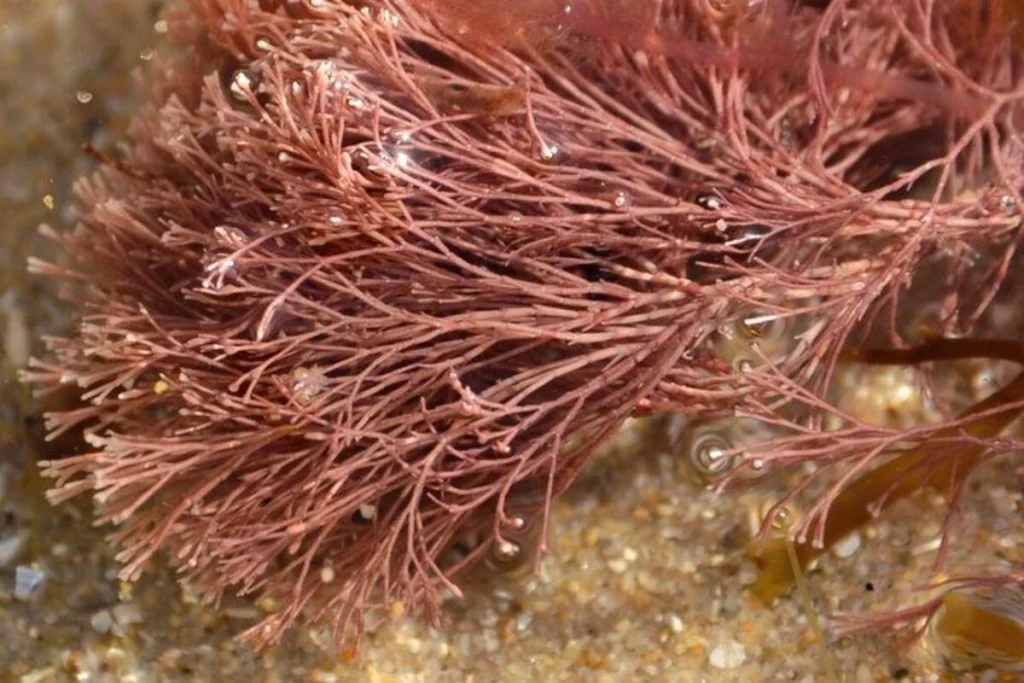 manfaat jania rubens untuk wajah