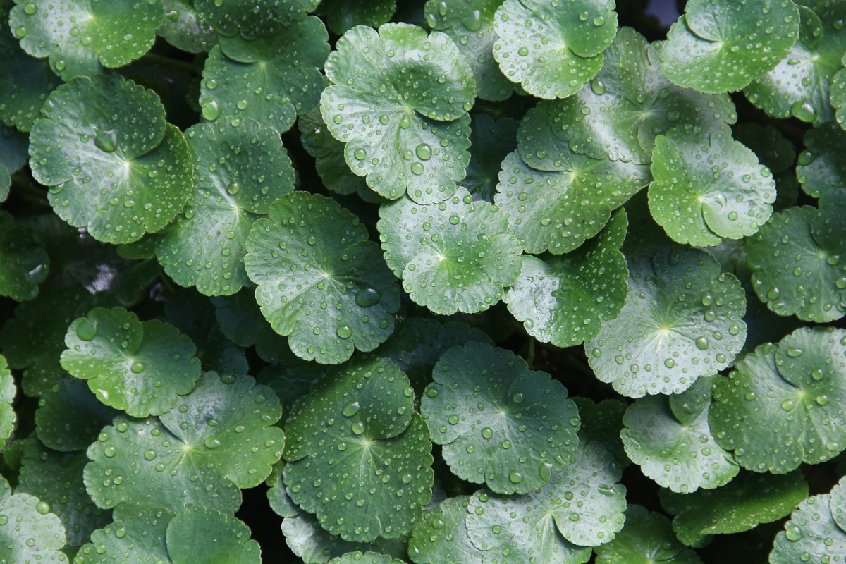 apakah centella asiatica bahan aktif
